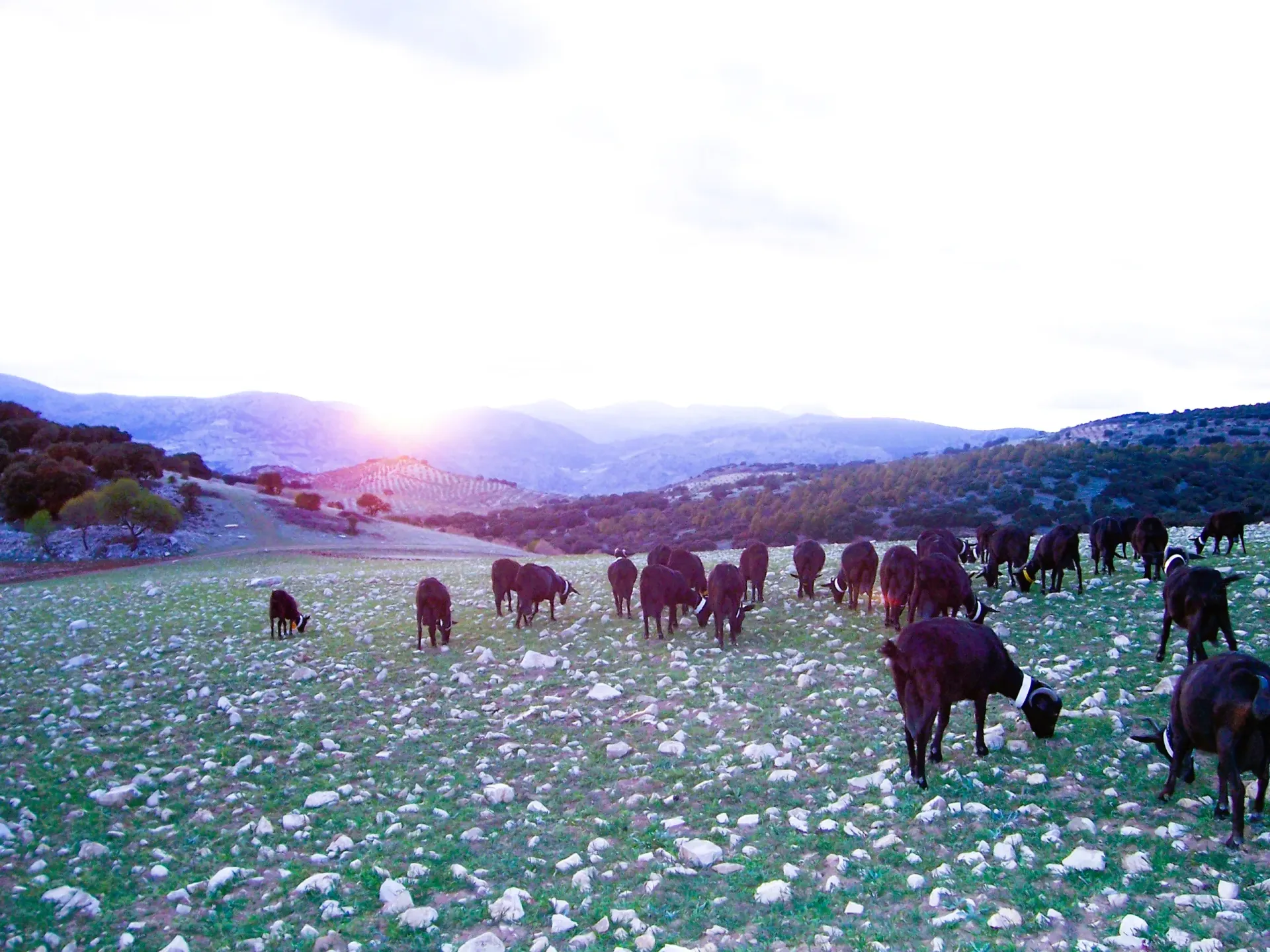 Granja El Manzano en Campotéjar con cabras pastando al atardecer
